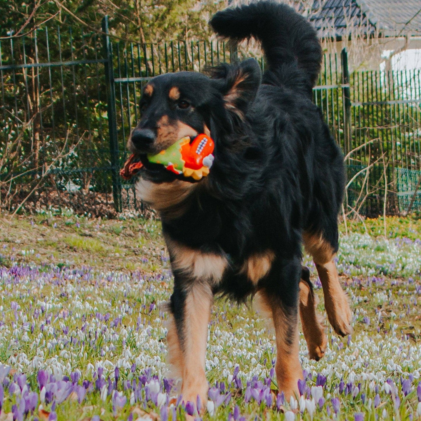 Jouet pour chien Max & Molly Snuggles - Otto the Dino