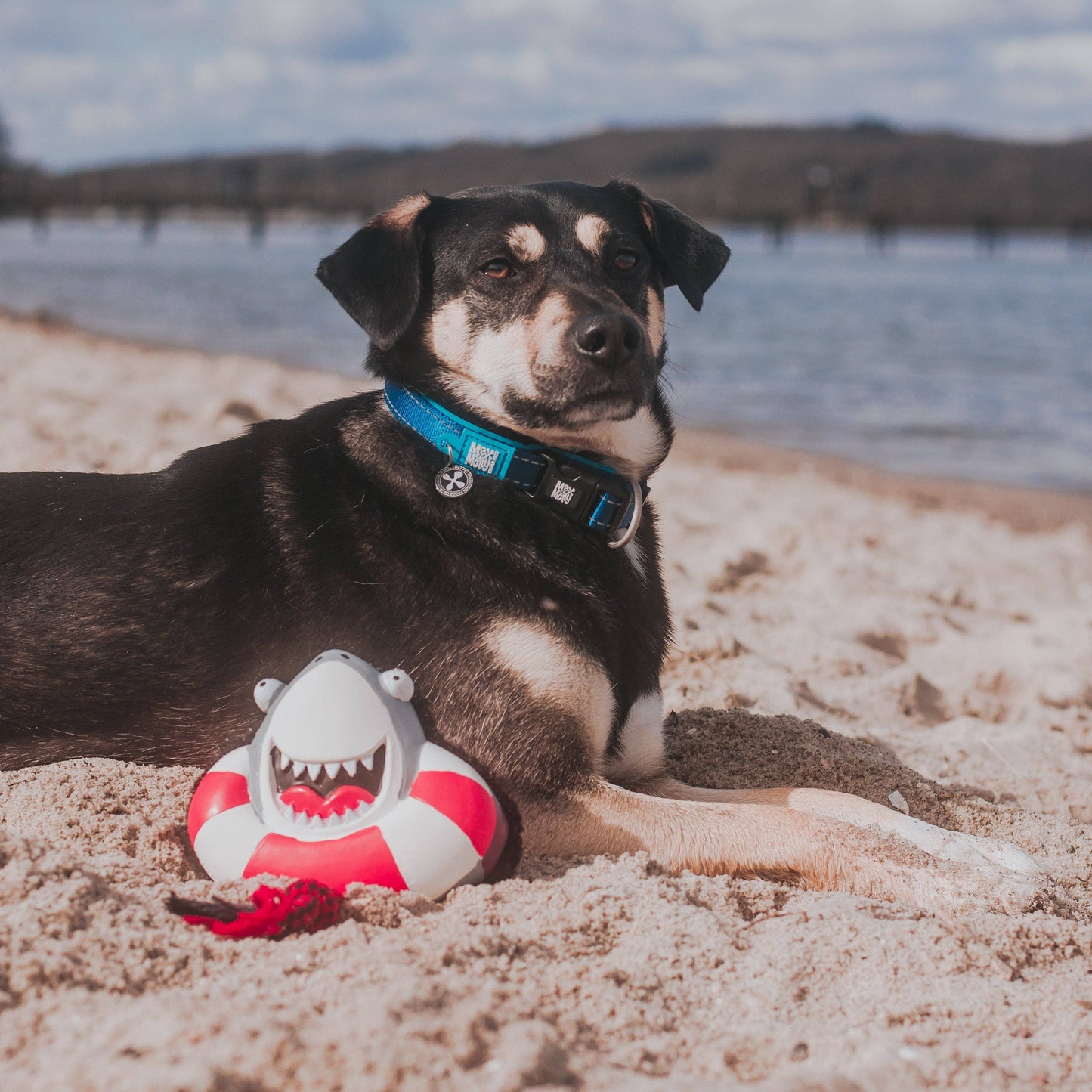 Jouet pour chien Max & Molly Snuggles - Frenzy the Shark