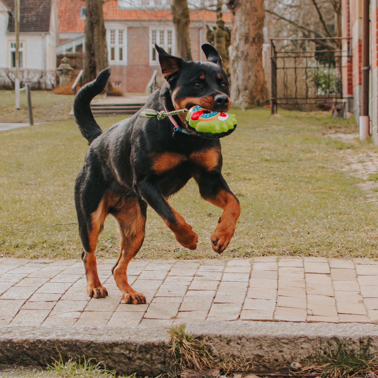 Pack Jouets Chiens