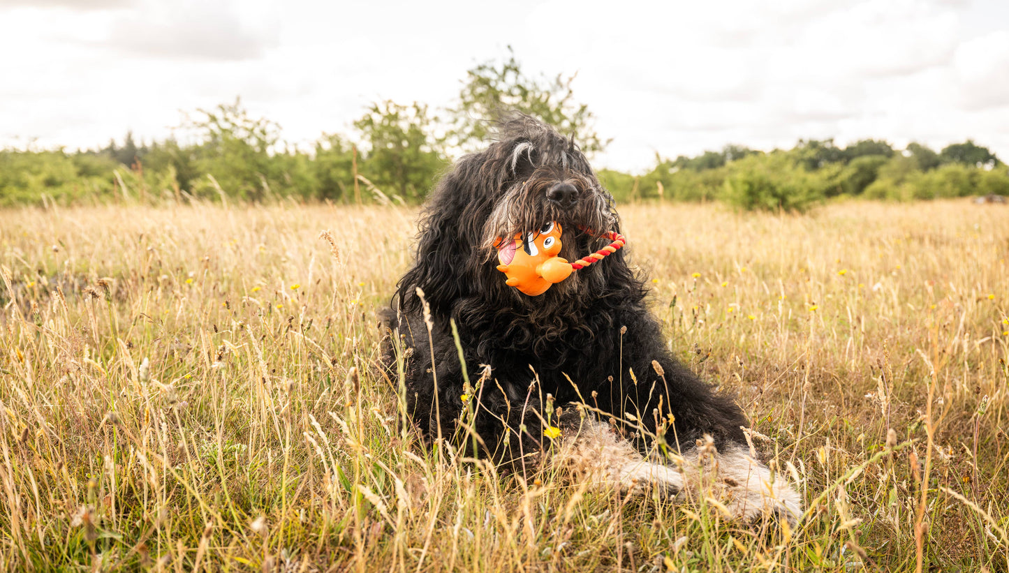 Tuggles pour chiens Max & Molly - Lenny Krabitz